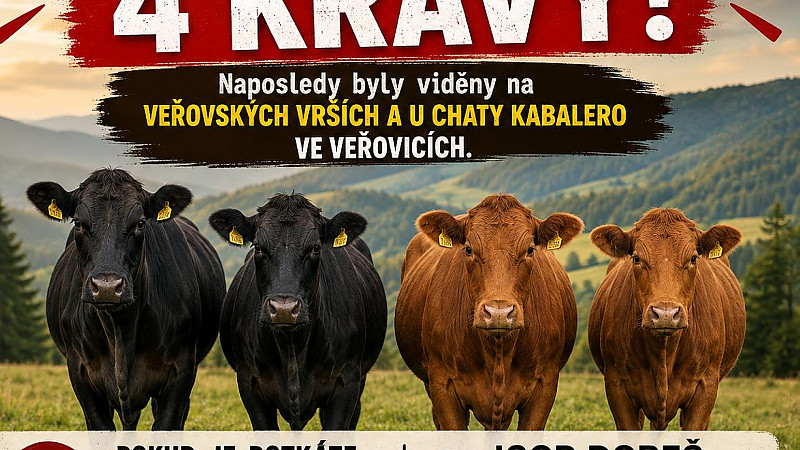 PROSÍME O POMOC – ZTRATILY SE 4 KRÁVY